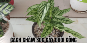 Cách Chăm Sóc Cây Đuôi Công