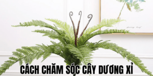 Cách Chăm Sóc Cây Dương Xỉ