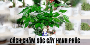 Cách Chăm Sóc Cây Hạnh Phúc