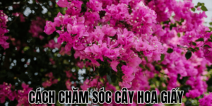 Cách Chăm Sóc Cây Hoa Giấy