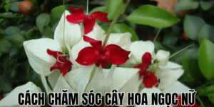 Cách Chăm Sóc Cây Hoa Ngọc Nữ