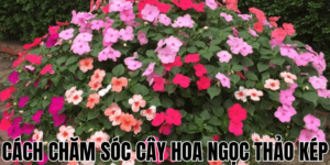 Cách Chăm Sóc Cây Hoa Ngọc Thảo Kép