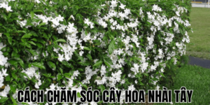 Hướng Dẫn Chi Tiết Cách Chăm Sóc Cây Na Để Đạt Năng Suất Cao
