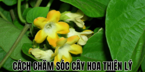 Mách Bạn Cách Chăm Sóc Cây Nha Đam Xanh Tốt Tại Nhà