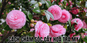 Hướng Dẫn Chi Tiết Cách Chăm Sóc Cây Na Để Đạt Năng Suất Cao