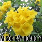 Cách Chăm Sóc Cây Hoàng Yến Ra Hoa