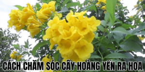 Hướng Dẫn Chi Tiết Cách Chăm Sóc Cây Na Để Đạt Năng Suất Cao