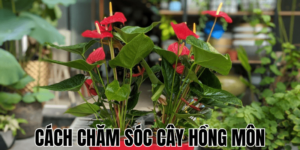 Cách Chăm Sóc Cây Hồng Môn