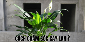 Cách Chăm Sóc Cây Lan Ý