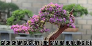 Cách Chăm Sóc Cây Linh Sam Ra Hoa Đúng Tết