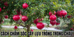Cách Chăm Sóc Cây Lựu Trồng Trong Chậu