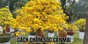 Cách Chăm Sóc Cây Mai