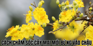 Cách Chăm Sóc Cây Mai Mới Bứng Vào Chậu