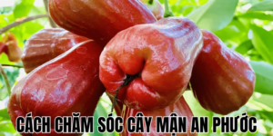 Cách Chăm Sóc Cây Mận An Phước
