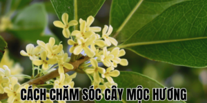 Cách Chăm Sóc Cây Mộc Hương