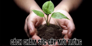 Cách Chăm Sóc Cây Mới Trồng