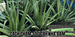 Cách Chăm Sóc Cây Nha Đam