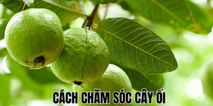 Cách Chăm Sóc Cây Ổi