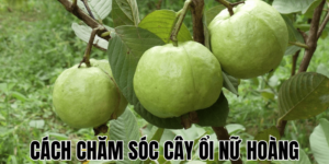 Mách Bạn Cách Chăm Sóc Cây Nha Đam Xanh Tốt Tại Nhà