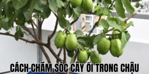 Cách Chăm Sóc Cây Ổi Trong Chậu