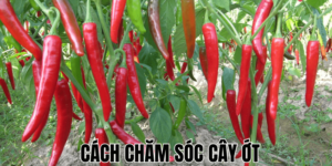 Cách Chăm Sóc Cây Ớt