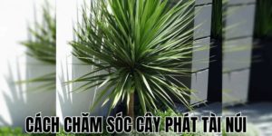 Cách Chăm Sóc Cây Phát Tài Núi