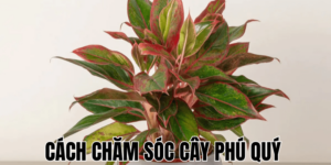 Cách Chăm Sóc Cây Phú Quý