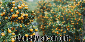 Cách Chăm Sóc Cây Quất