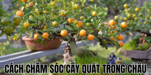Cách Chăm Sóc Cây Quất Trong Chậu