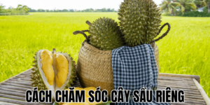 Cách Chăm Sóc Cây Sầu Riêng
