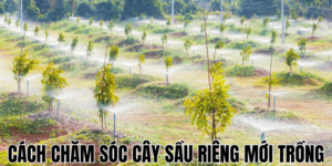 Cách Chăm Sóc Cây Sầu Riêng Mới Trồng
