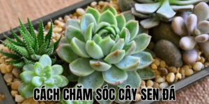 Cách Chăm Sóc Cây Sen Đá