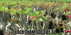 Cách Chăm Sóc Cây Sứ
