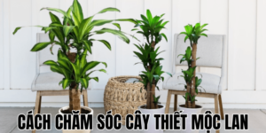 Cách Chăm Sóc Cây Thiết Mộc Lan