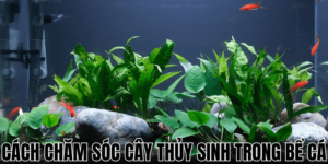 Cách Chăm Sóc Cây Thủy Sinh Trong Bể Cá