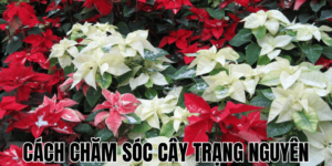 Cách Chăm Sóc Cây Trạng Nguyên