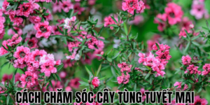 Cách Chăm Sóc Cây Tùng Tuyết Mai