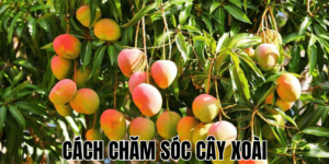 Cách Chăm Sóc Cây Xoài