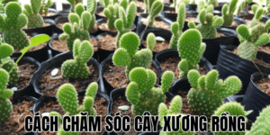 Cách Chăm Sóc Cây Xương Rồng
