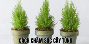 Cách chăm sóc cây tùng